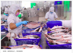 Export of Vietnamese aquatic products to China surge