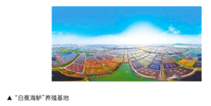 Doumen, Zhuhai: Build a national sea bass trading platform