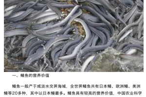 Analysis of the current market situation of China's eel aquaculture industry