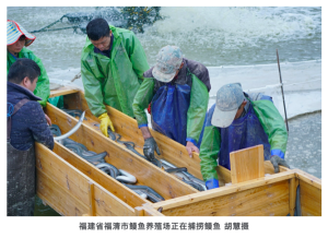 Fishermen are catching eels