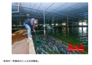 Worker is fishing for eels