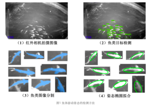 Detection method of fish swimming posture